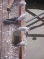 Prag 27 Prag 27