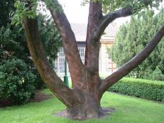 Baum in der menschlicher Haut (Prager Burg)
